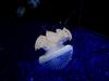 Australian Spotted Jellyfish (Phyllorhiza punctata) - Wiki