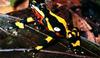 Costa Rican Variable Harlequin Toad (Atelopus varius) - Wiki