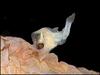 Anglerfish (Photocorynus spiniceps) - Wiki