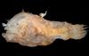 Anglerfish (Photocorynus spiniceps) female and male