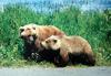 Grizzly Bear (Ursus arctos horribilis) - Wiki