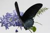 Great Mormon (Papilio memnon) - Wiki