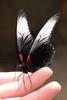 Great Mormon (Papilio memnon) female