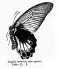 Great Mormon (Papilio memnon agenor) illust