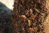 Mormon Crickets (Anabrus simplex) swarm