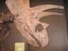 Pentaceratops - skull fossil