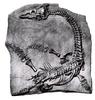 Plesiosaurus - fossil