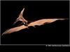 Pteranodon, model