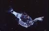 Half-naked Hatchetfish (Argyropelecus hemigymnus) - Wiki