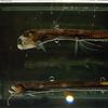 Sloane's Viperfish (Chauliodus sloani) - Wiki