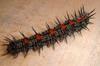 Mourning Cloak (Nymphalis antiopa) - spiny elm caterpillar