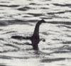 Loch Ness Monster - Wiki