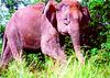 Pygmy Elephant (Family: Elephantidae) - Wiki