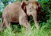 Borneo Elephant (Elephas maximus borneensis) - Wiki