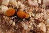 Velvet Ant (Family Mutillidae) - Wiki