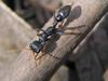 Jack Jumper Ant (Myrmecia pilosula) - Wiki
