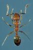 Pharaoh Ant (Monomorium pharaonis) - Wiki