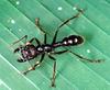 Bullet Ant (Paraponera clavata) - Wiki