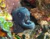 Moray Eel (Family: Muraenidae, Genus: Muraena) - Wiki