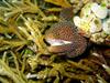 Moray Eel (Family: Muraenidae) - Wiki