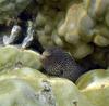 Moray Eel (Family: Muraenidae, Genus: Gymnothorax) - Wiki