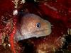 Moray Eel (Gymnothorax bacalladoi) - Wiki