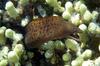 Abbott's Moray Eel (Gymnothorax eurostus) - Wiki
