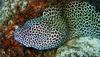 Laced Moray Eel (Gymnothorax favagineus) - Wiki