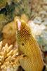 California Moray Eel (Gymnothorax mordax) - Wiki