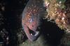 California Moray Eel (Gymnothorax mordax)