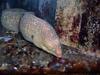 California Moray Eel (Gymnothorax mordax)