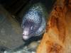 Undulated Moray Eel (Gymnothorax undulatus) - Wiki
