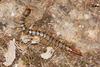 Megarian Banded Centipede (Scolopendra cingulata)