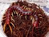 Amazonian Giant Centipede (Scolopendra gigantea) - Wiki