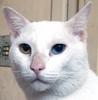 Odd-eyed Cat - Wiki