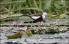 Pheasant-tailed Jacana (Hydrophasianus chirurgus) - Wiki