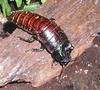 Madagascar Hissing Cockroach (Gromphadorhina portentosa) - Wiki