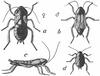 Oriental Cockroach (Blatta orientalis) - Wiki