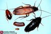 Pennsylvania Woods Cockroach (Parcoblatta pennsylvanica) - Wiki
