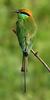 Little Green Bee-eater (Merops orientalis) - Wiki