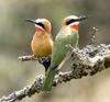 White-fronted Bee-eater (Merops bullockoides) - Wiki