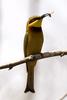 Little Bee-eater (Merops pusillus) - Wiki