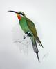 Blue-cheeked Bee-eater (Merops persicus) - Wiki