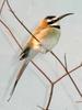 White-throated Bee-eater (Merops albicollis) - Wiki