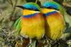 Blue-breasted Bee-eater (Merops variegatus) - Wiki