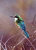 Somali Bee-eater (Merops revoilii) - Wiki