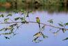 Boehm's Bee-eater (Merops boehmi) - Wiki