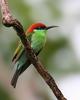 Blue-throated Bee-eater (Merops viridis) - Wiki
