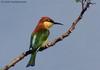 Chestnut-headed Bee-eater (Merops leschenaulti) - Wiki