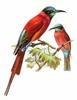 Northern Carmine Bee-eater (Merops nubicus) - Wiki